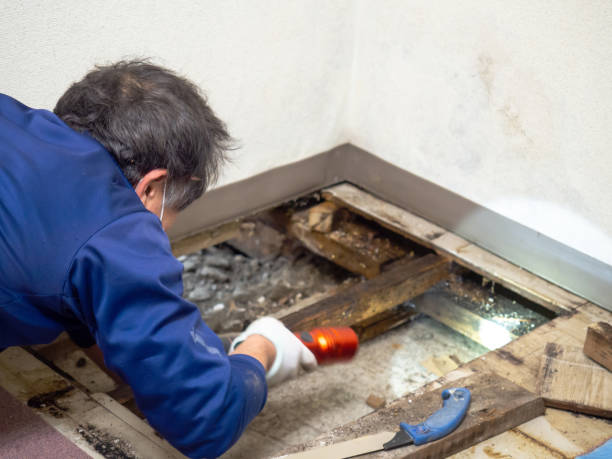 Best Commercial Mold Removal  in Des Allemands, LA