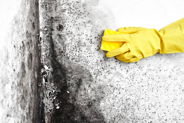 Best Mold Remediation  in Des Allemands, LA