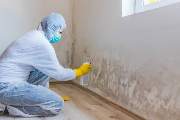 Best Certified Mold Removal  in Des Allemands, LA