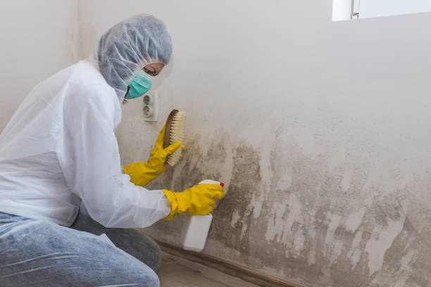 Best Crawl Space Mold Removal  in Des Allemands, LA