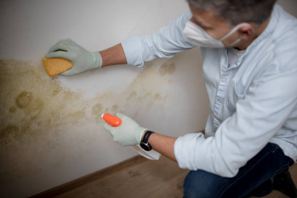 Best Office Mold Removal Services  in Des Allemands, LA