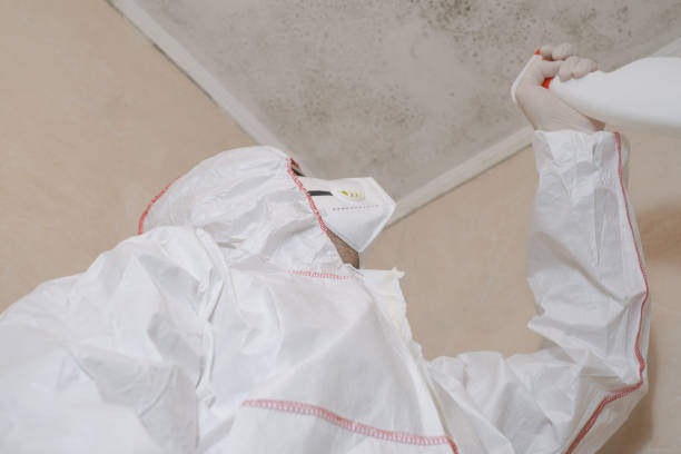 Best Home Mold Removal  in Des Allemands, LA