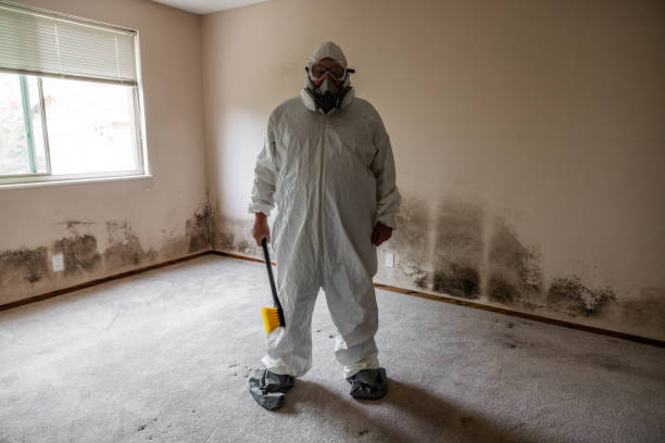 Best Mold Removal Specialists  in Des Allemands, LA