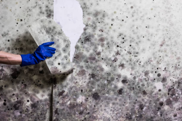 Best Emergency Mold Removal  in Des Allemands, LA